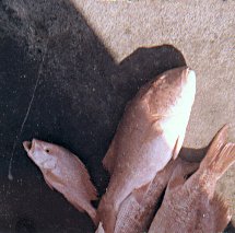 turro115.jpg